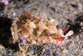 פאזל של Dendrodoris denisoni