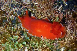 פאזל של Dendrodoris fumata