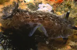 פאזל של Dendrodoris grandiflora