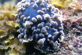 פאזל של Dendrodoris gunnamatta