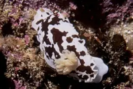 פאזל של Dendrodoris nigra