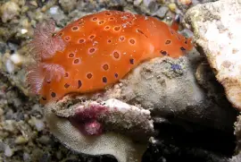 פאזל של Dendrodoris guttata