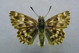 פאזל של Carcharodus lavatherae