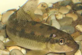 פאזל של Gyrinocheilus aymonieri