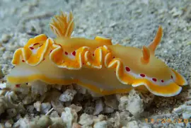 פאזל של Ardeodoris cruenta