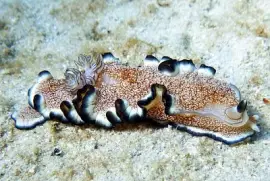 פאזל של Ardeadoris pullata