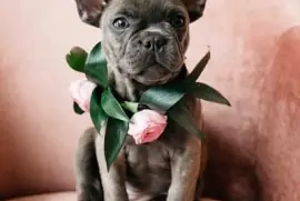 פאזל של flores