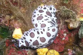 פאזל של Discodoris atromaculata