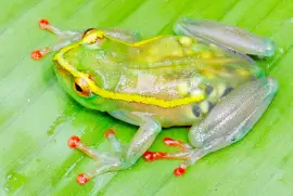 Gravida dalla pelle trasparente