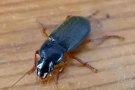 Harpalus rufipes