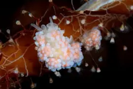 פאזל של Doto albida