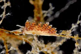 פאזל של Doto coronata