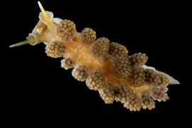 פאזל של Doto fragilis