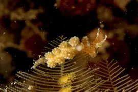 פאזל של Doto lemchei