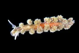 פאזל של Doto pinnatifida