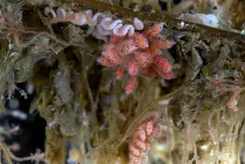 פאזל של Doto sarsiae