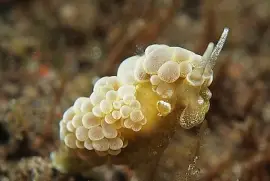 פאזל של Doto ussi