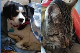 פאזל של Mascotas