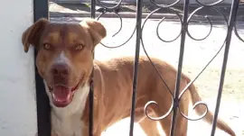 פאזל של CompaÃ±ero