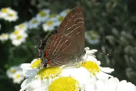 Satyrium liparops