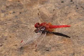פאזל של Crocothemis sanguinolenta