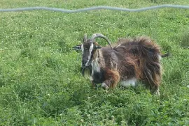 פאזל של Landrace danese