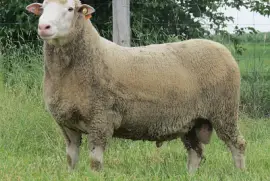 פאזל של Polipay