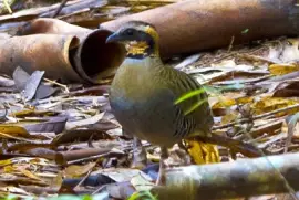 פאזל של Pernice colloarancio