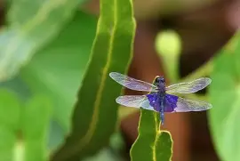 פאזל של Rhyothemis semihyalina