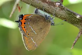 פאזל של Satyrium pruni