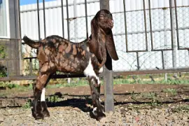 פאזל של Kamori