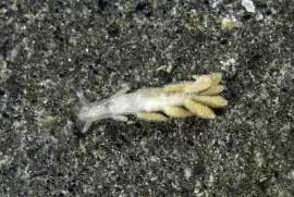 פאזל של Embletonia pulcra