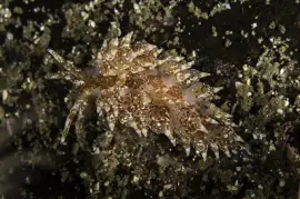 פאזל של Eubranchus pallidus