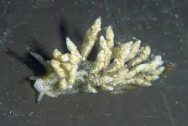 פאזל של Eubranchus rustys