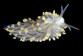 פאזל של Eubranchus tricolor