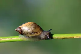 פאזל של Succinea putris