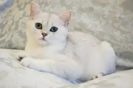 פאזל של British shortair black silver shaded