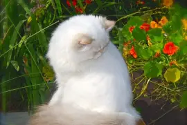 Chocolate silver shaded