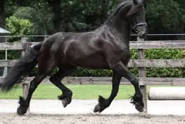 פאזל של Friesian cross