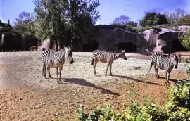 פאזל של Les zÃ¨bres au zoo de Vincennes