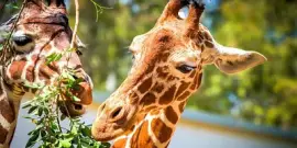 פאזל של ANIMALITOS