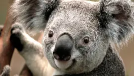 פאזל של ANIMALITOS