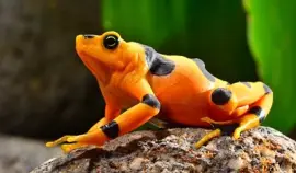 פאזל של ANIMALITOS