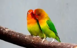 פאזל של ANIMALITOS