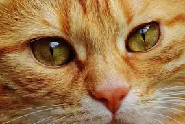 פאזל של ANIMALITOS