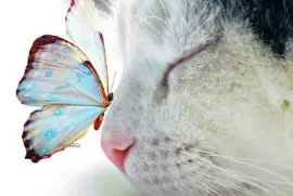 פאזל של Ternura