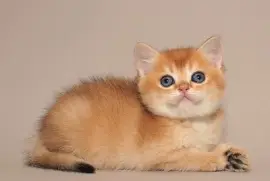 פאזל של Black golden tipped