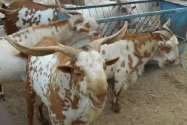 פאזל של Barbari