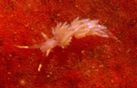 פאזל של Facelina annulicornis