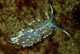 פאזל של Facelina auriculata